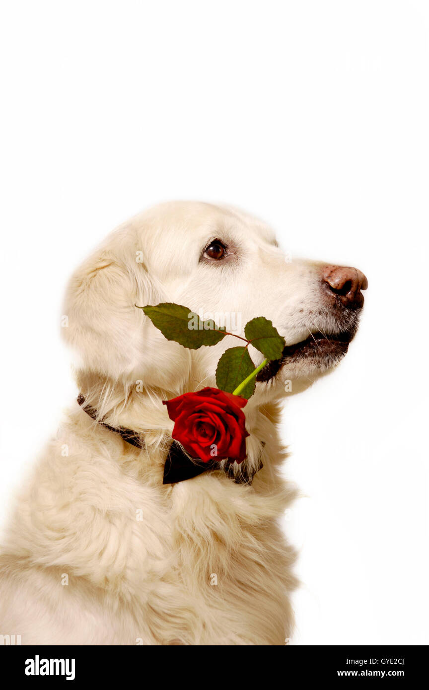 golden retriever dog with a rose in his mouth Stock Photo - Alamy
