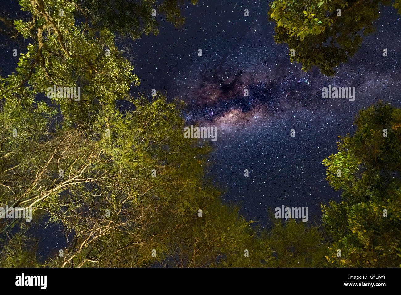 The austral Milky Way, with details of its colorful core, outstandingly bright. Captured from Acacia woodland in the Southern He Stock Photo