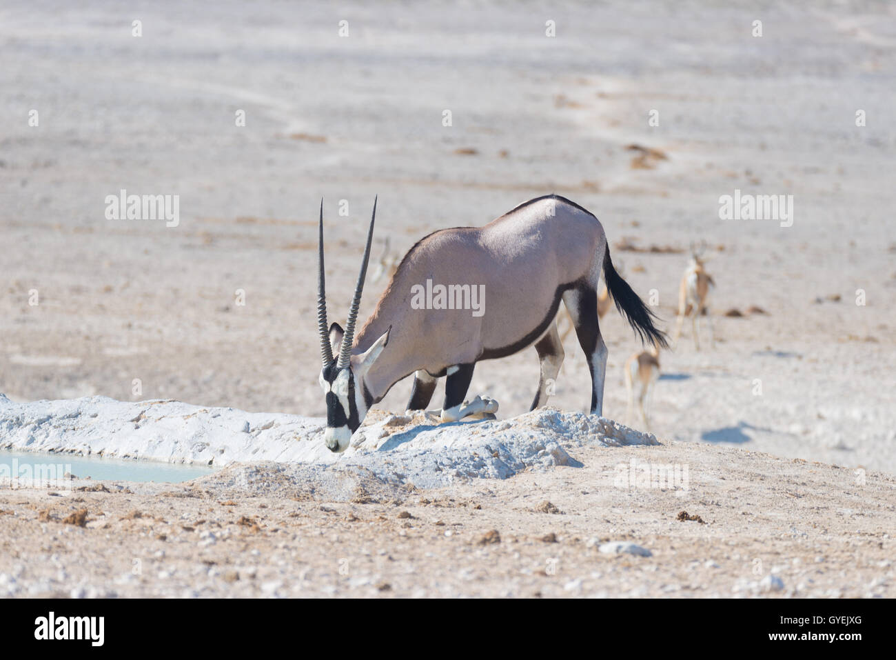 Oryx kneeling and drinking from waterhole in daylight. Wildlife Safari in Etosha National Park, the main travel destination in N Stock Photo