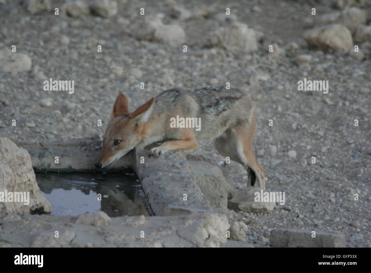 A jackal places its paws on the waterhole and its slurps up the soothing H2O. Stock Photo