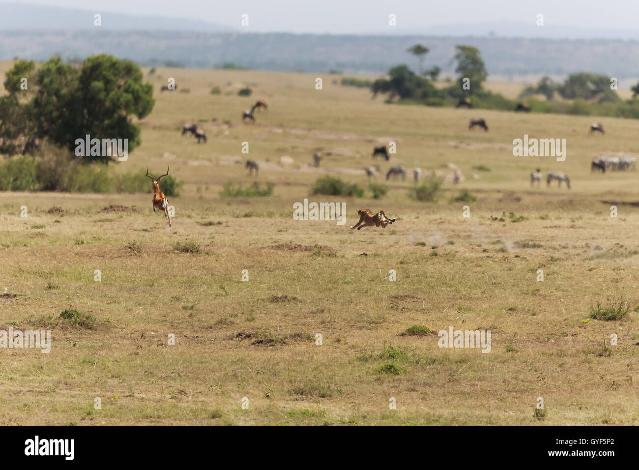 Cheetah in his habitat Stock Photo