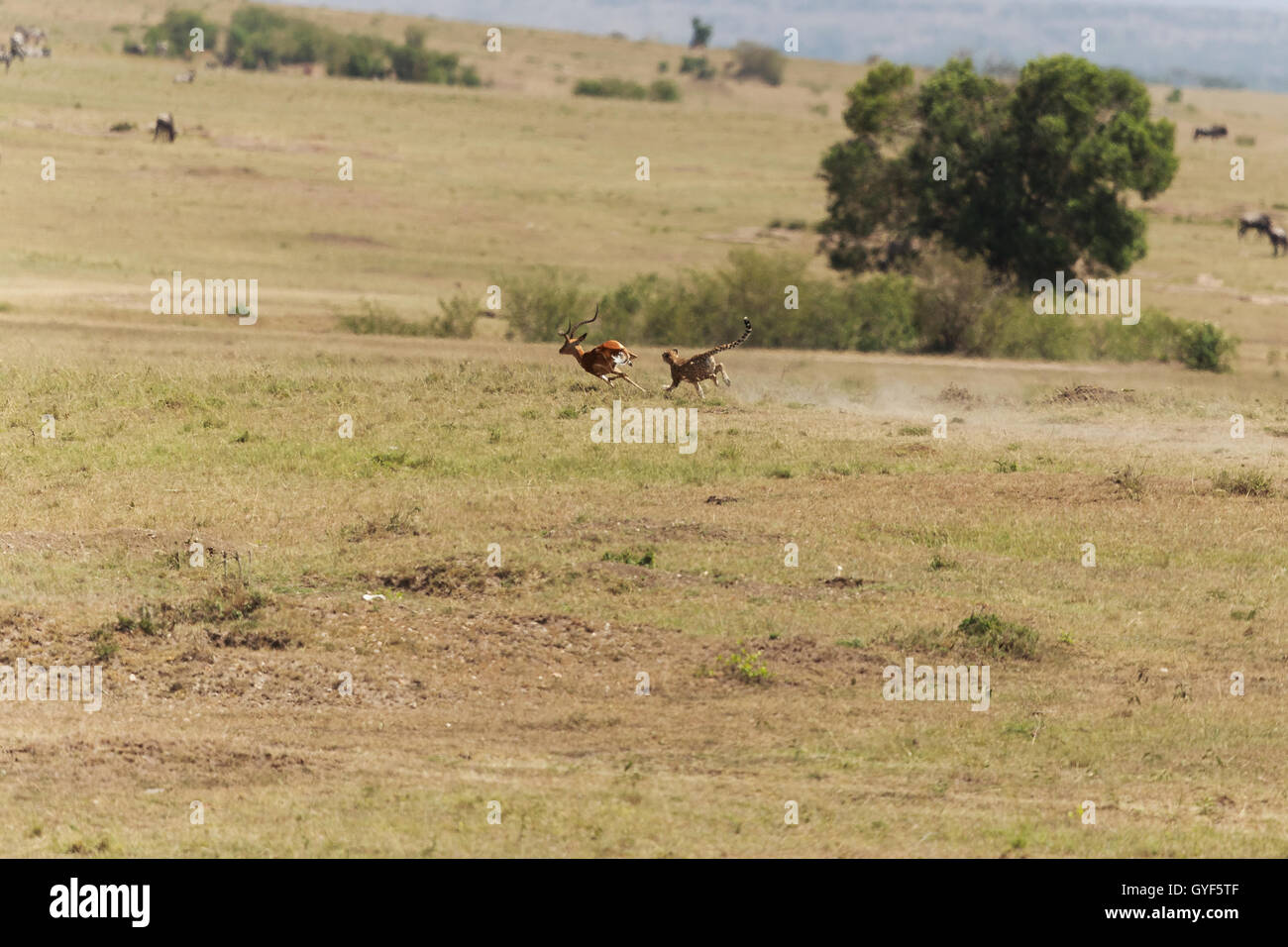 Cheetah in his habitat Stock Photo