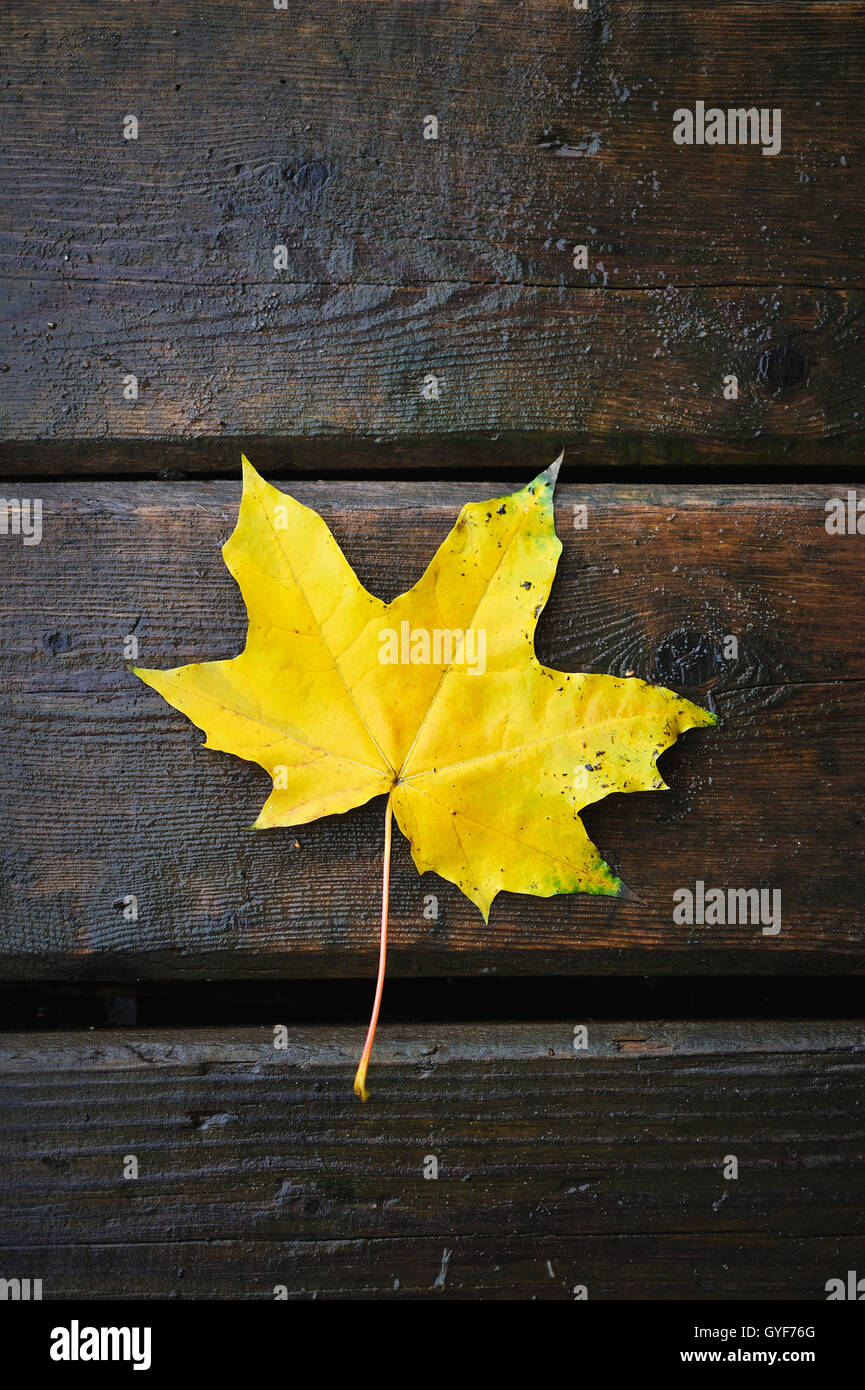 Wooden maple leaf hi-res stock photography and images - Alamy