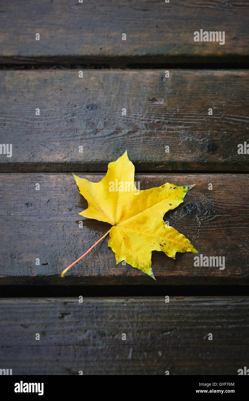 Close up of the autumn leaf lying on wet, wooden, vintage background. Stock Photo