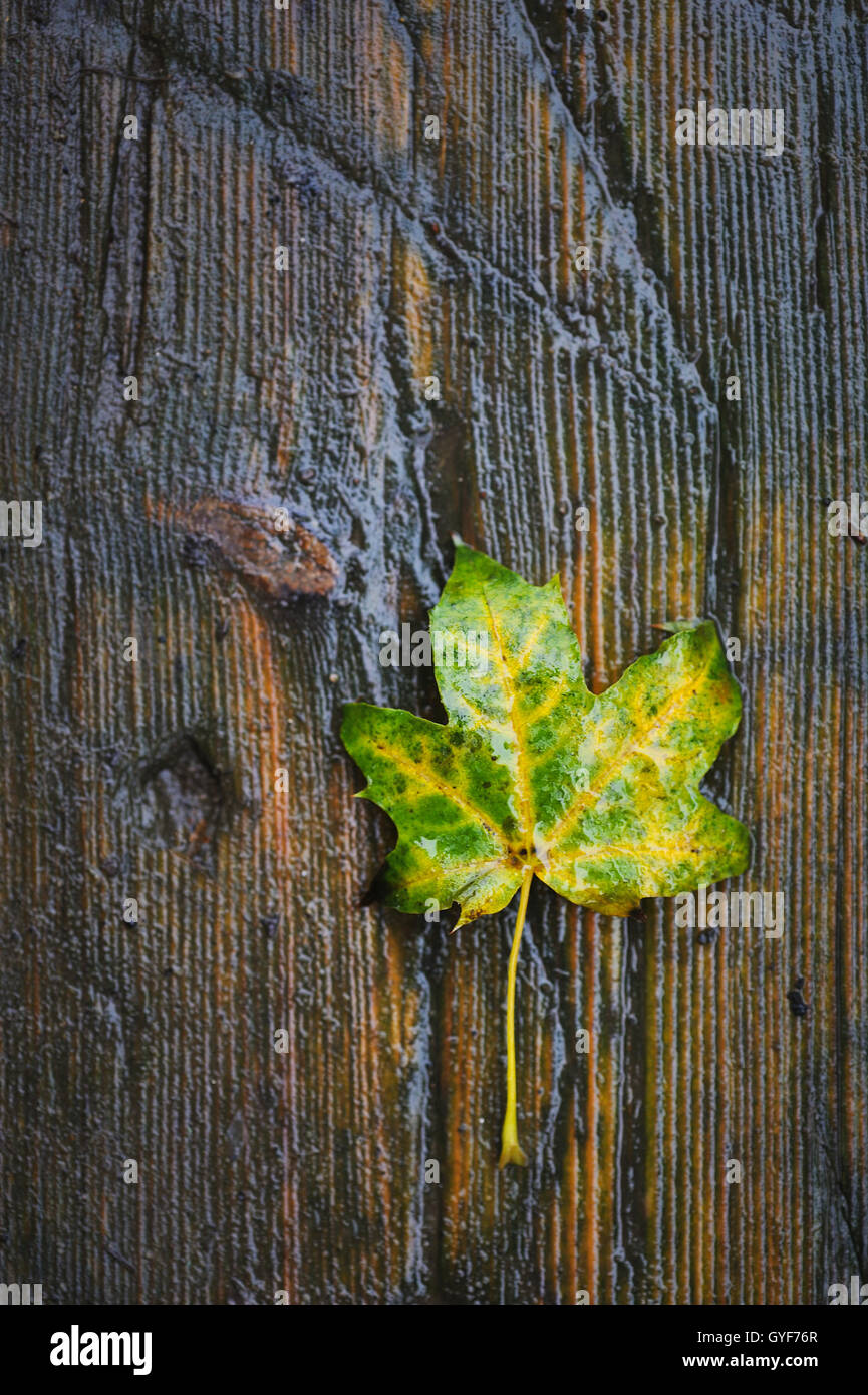 Close up of the autumn leaf lying on wet, wooden, vintage background. Stock Photo