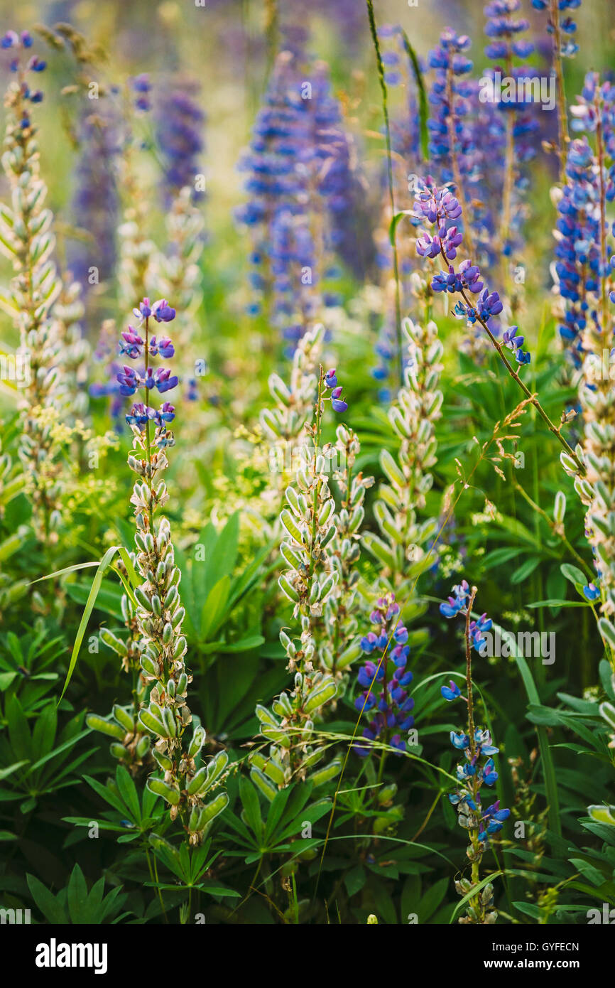 Mix Of Blooming And Overblown Wild Flowers Lupine With Seed Pods In