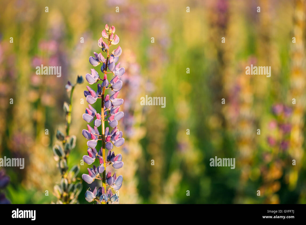 Wild Flowers Lupine In Summer Field Meadow At Sunset Sunrise. Close Up ...