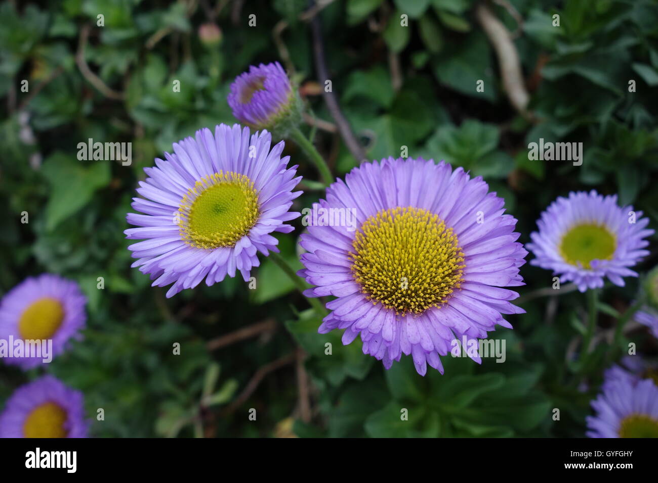 Flowers in the garden, taken all over UK Stock Photo Alamy