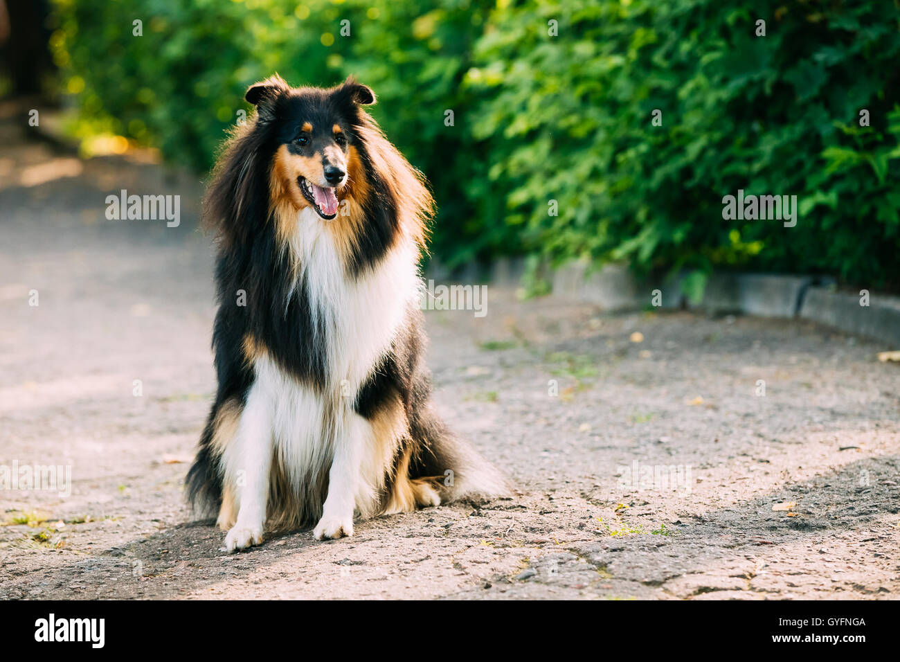 Rough Collie, lassie, Dog Stock Photo - Alamy
