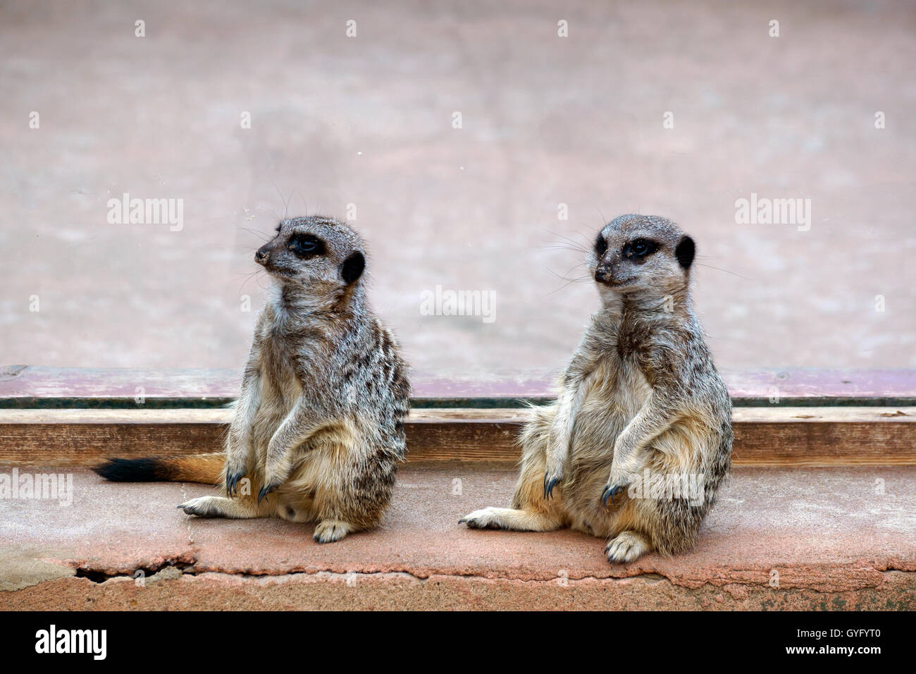 MEERCAT'S LOOK OUT Stock Photo