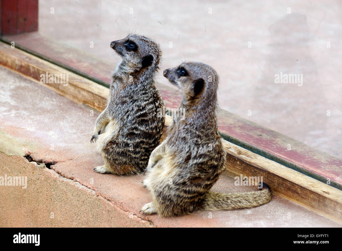 TWO MEERKAT'S ON THE LOOKOUT Stock Photo