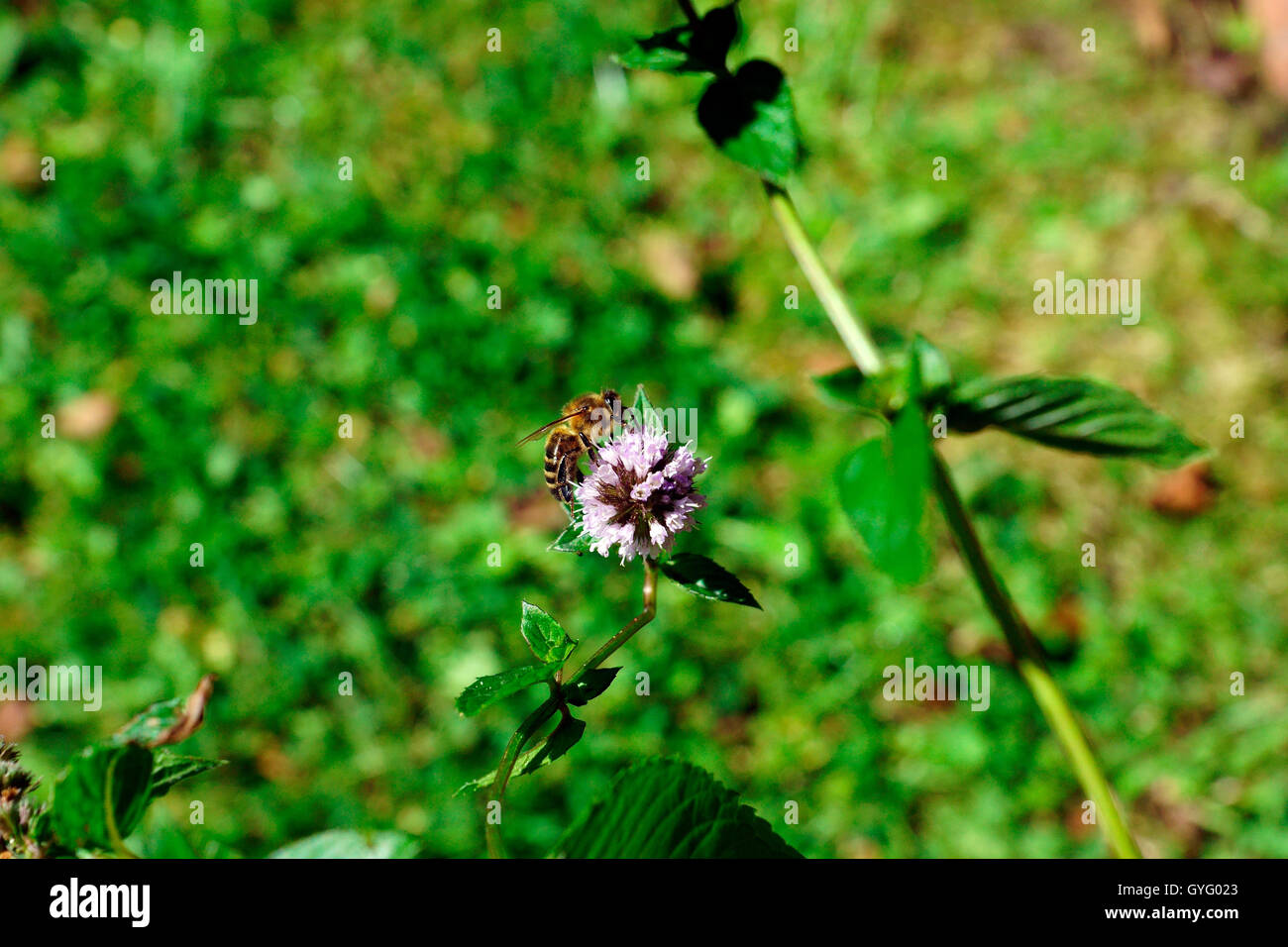 MINT IN FLOWER ATTRACTING BEES Stock Photo Alamy