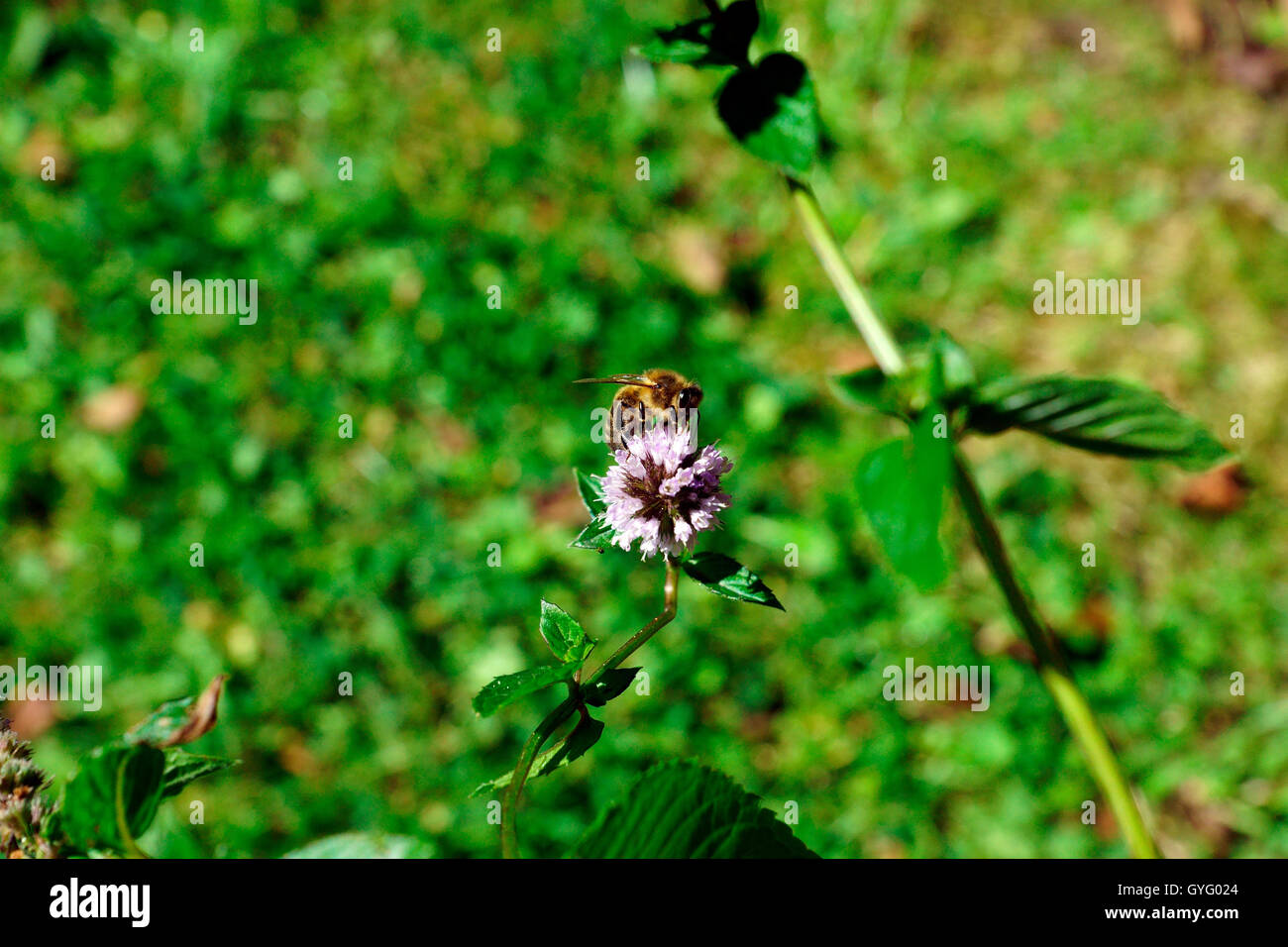 MINT IN FLOWER ATTRACTING BEES Stock Photo Alamy