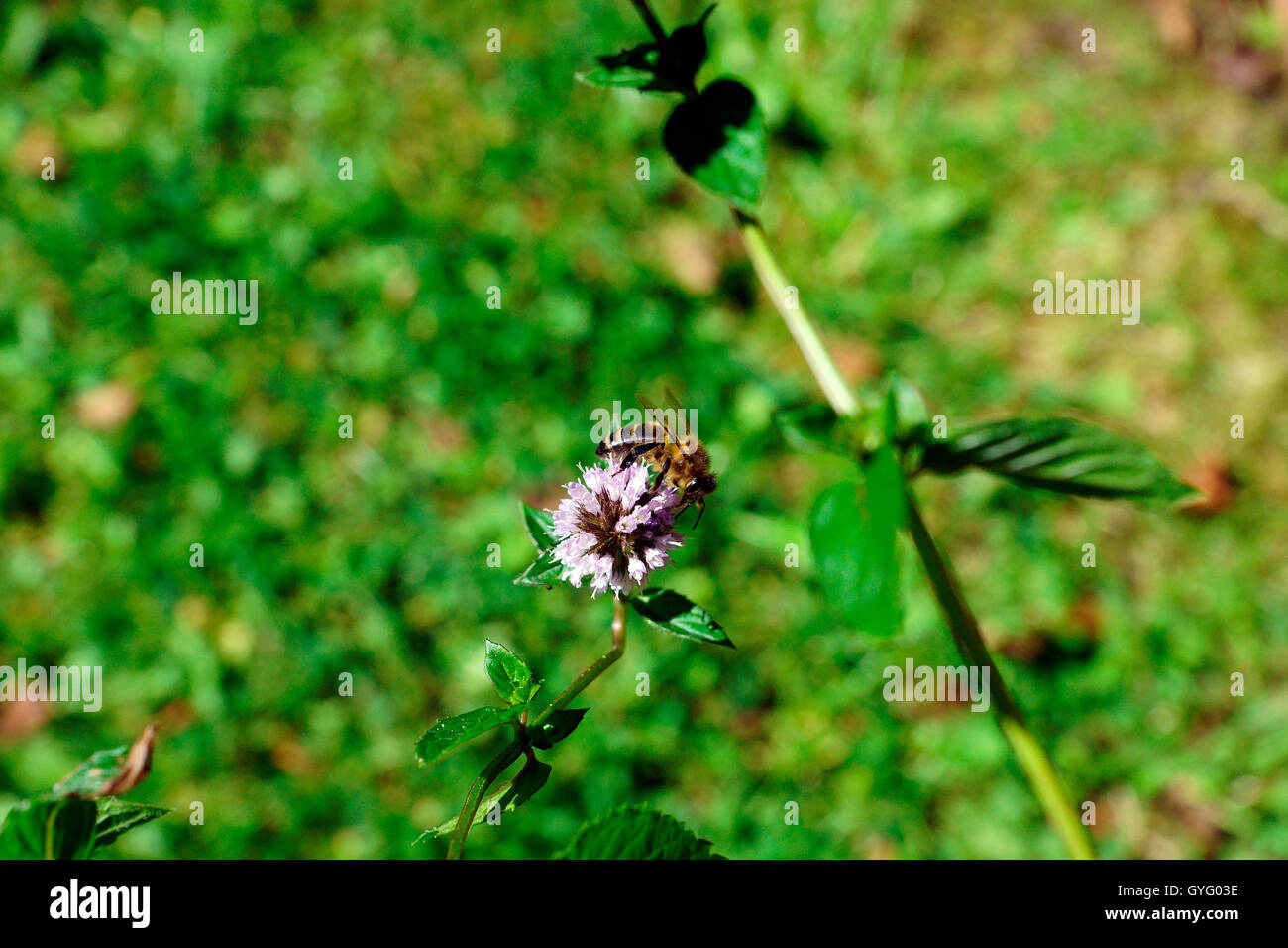 MINT IN FLOWER ATTRACTING BEES Stock Photo Alamy