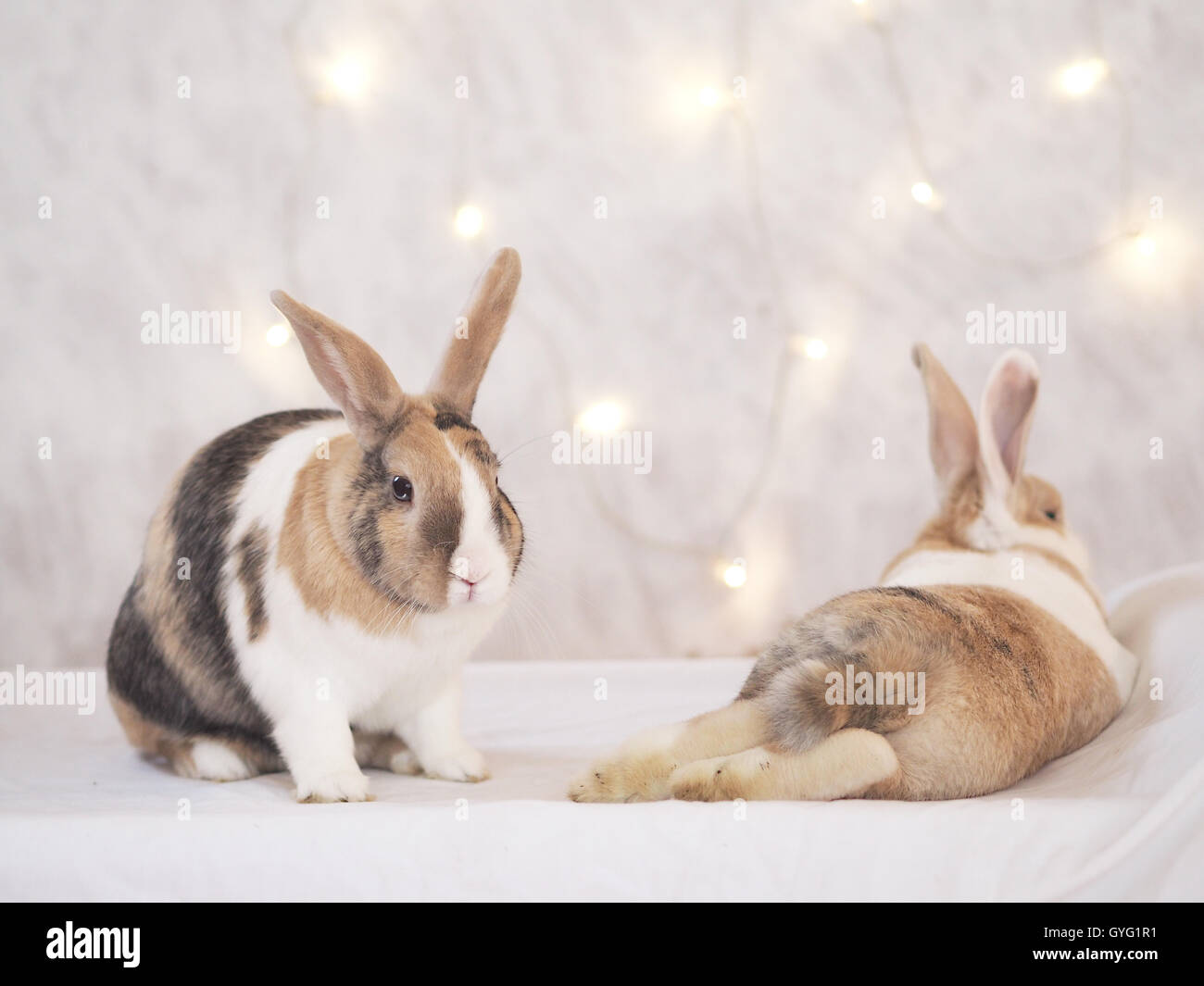 Brown, white and black colored bunny. Mix of Flemish giant and dwarf