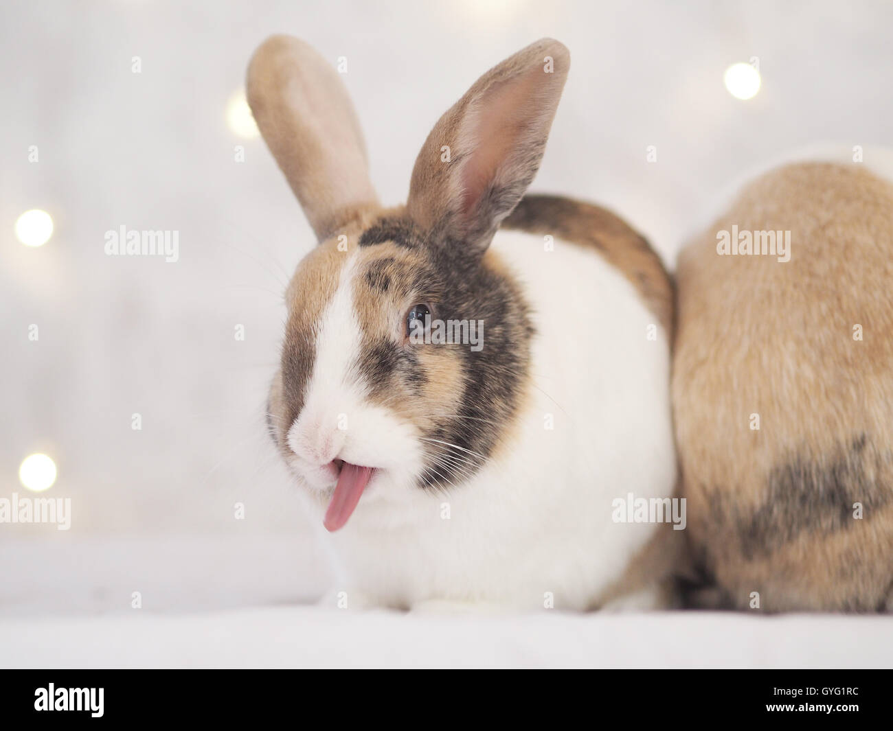 flemish giant mini lop mix