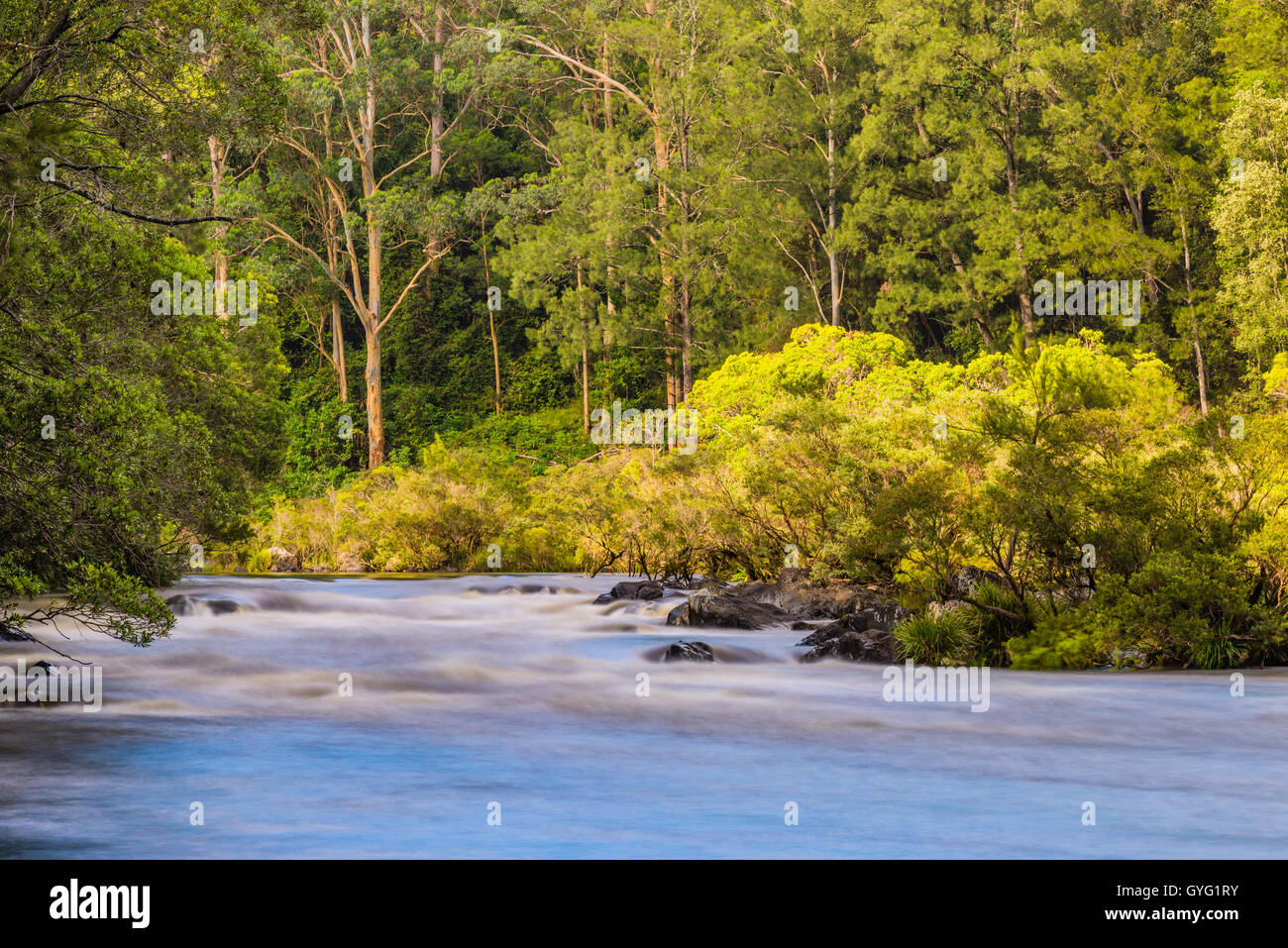 Scenic view of raging river flowing through forest Stock Photo