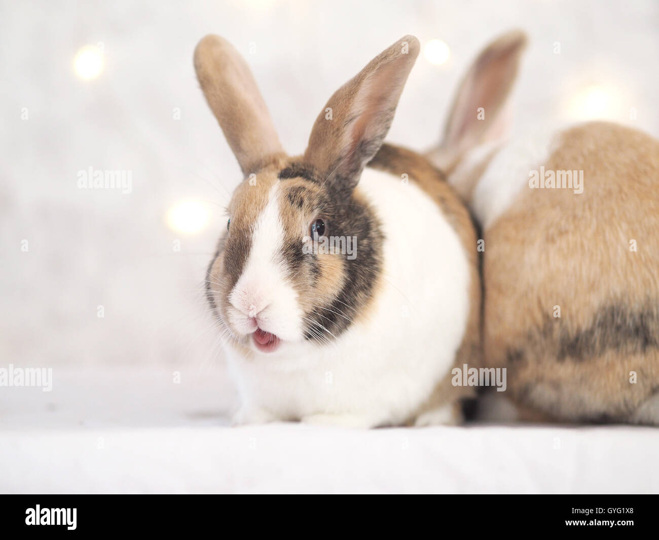 Brown, white and black colored bunny. Mix of Flemish giant and dwarf