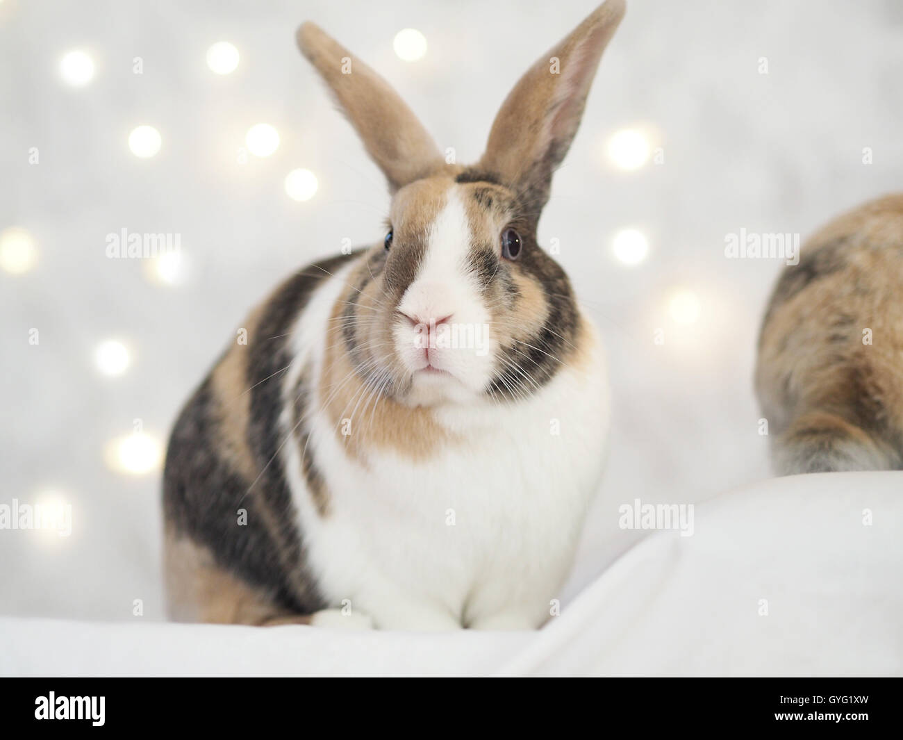 Brown, white and black colored bunny. Mix of Flemish giant and dwarf