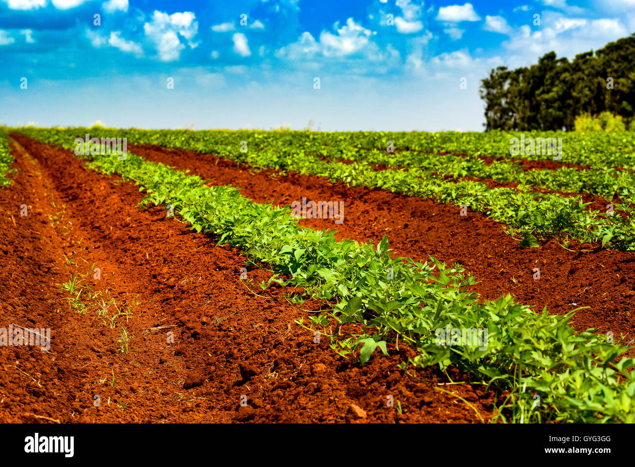 Rows of sugar cane hi-res stock photography and images - Alamy