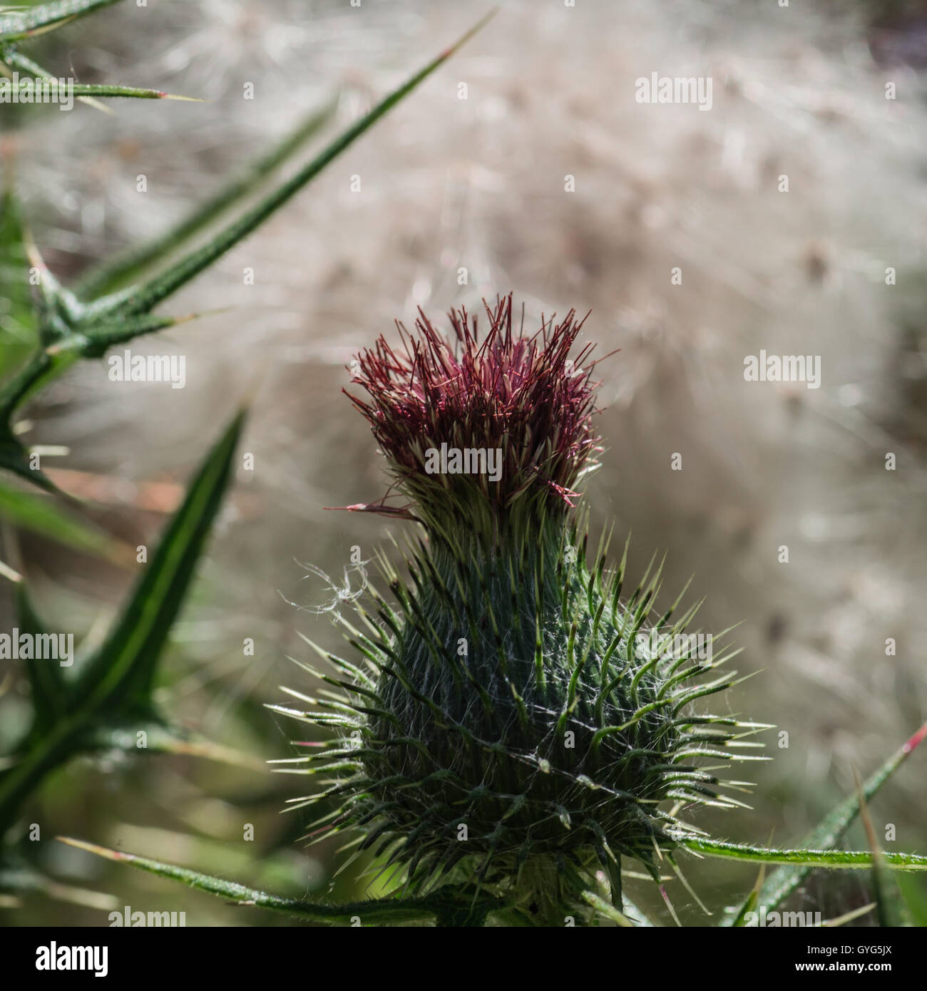 Thistle and dandelion Stock Photo Alamy
