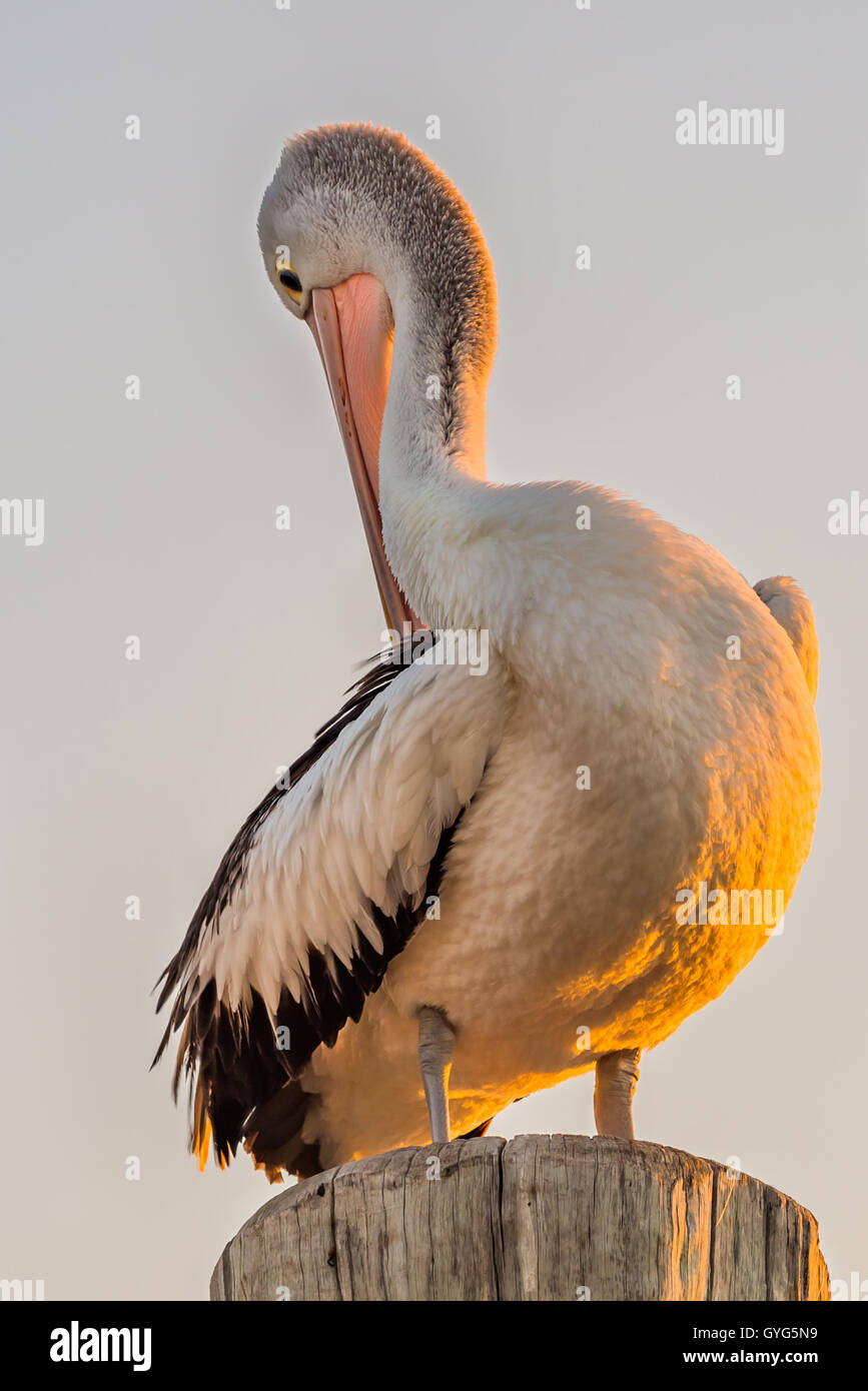 Australian pelican (Pelecanus conspicillatus) perching on wooden post Stock Photo
