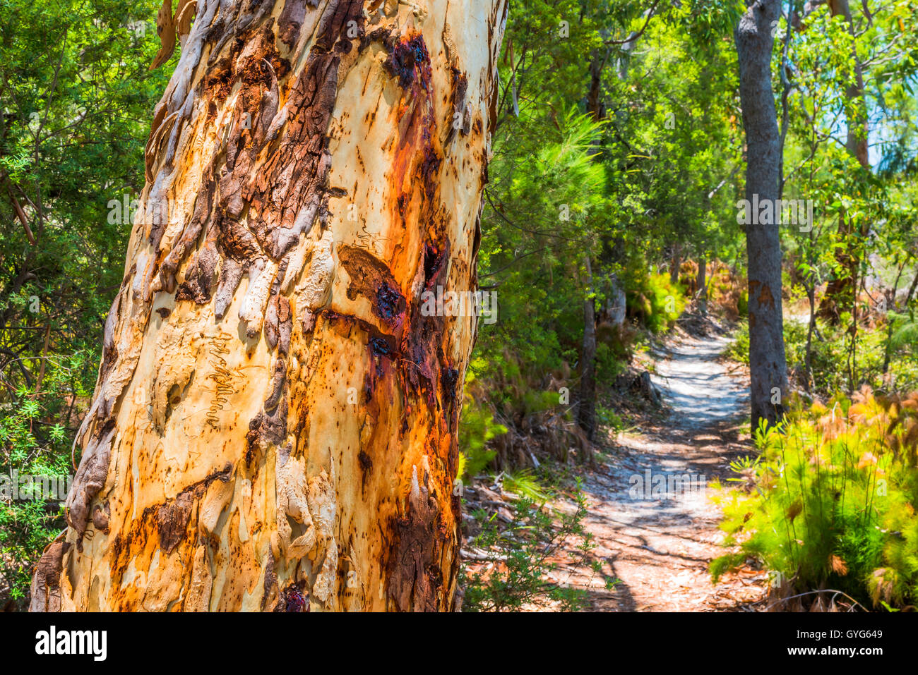 Scribbly Gum Tree along a sand path on Fraser Island, Queensland Stock Photo