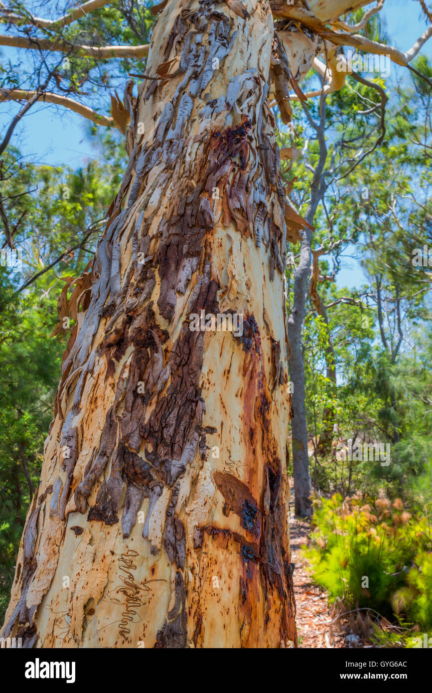 Beautiful patterns on a Scribbly Gum Tree on Fraser Island, Queensland Stock Photo