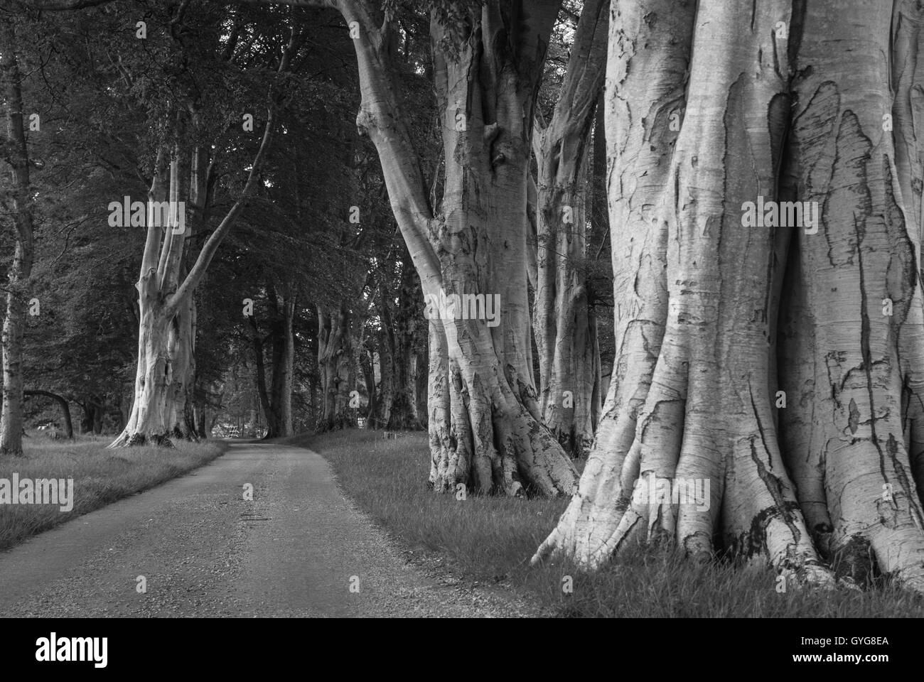 A black and white landscape image of a Fagus sylvatica, Beech tree ...