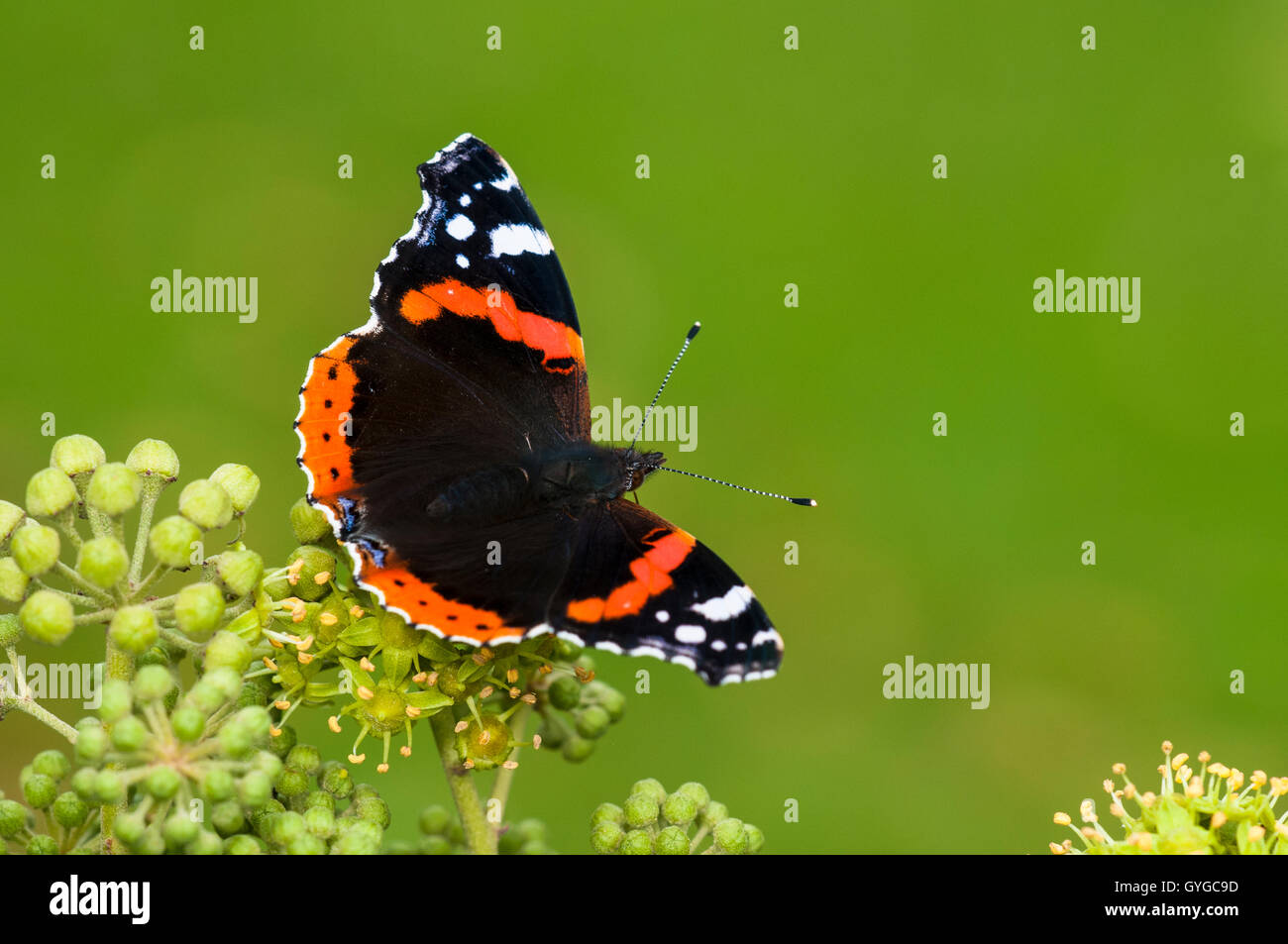 A red admiral butterfly (Vanessa atalanta) adult nectaring on flowers of common ivy (Hedera helix) in a hedge in Thirsk, North Y Stock Photo