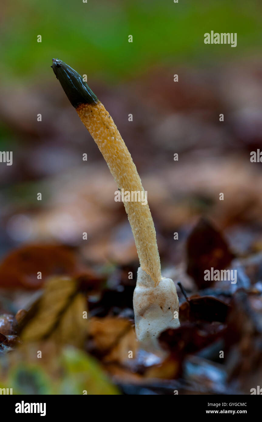 Dog stinkhorn fungus (Mutinus caninus) growing in leaf litter in Clumber Park, Nottinghamshire. October. Stock Photo
