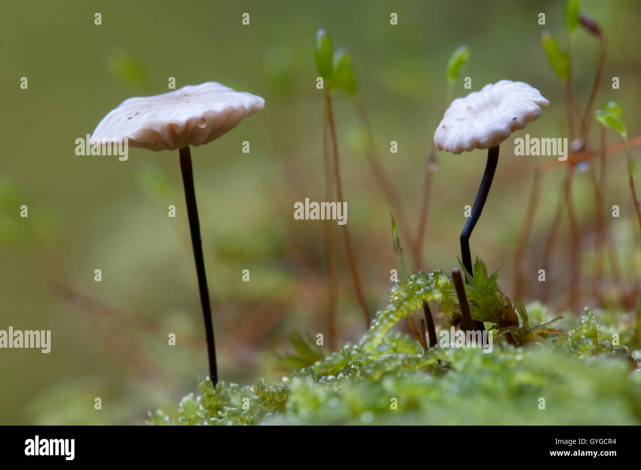 Collared parachute (Marasmius rotula) growing on moss-covered dead wood in the New Forest, Hampshire. October. Stock Photo