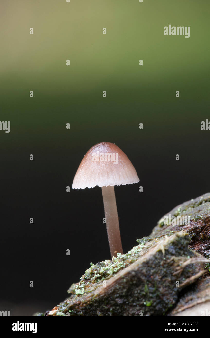 A bonnet mushroom (Mycena stipata) growing from a dead fallen conifer in the New Forest, Hampshire. October. Stock Photo