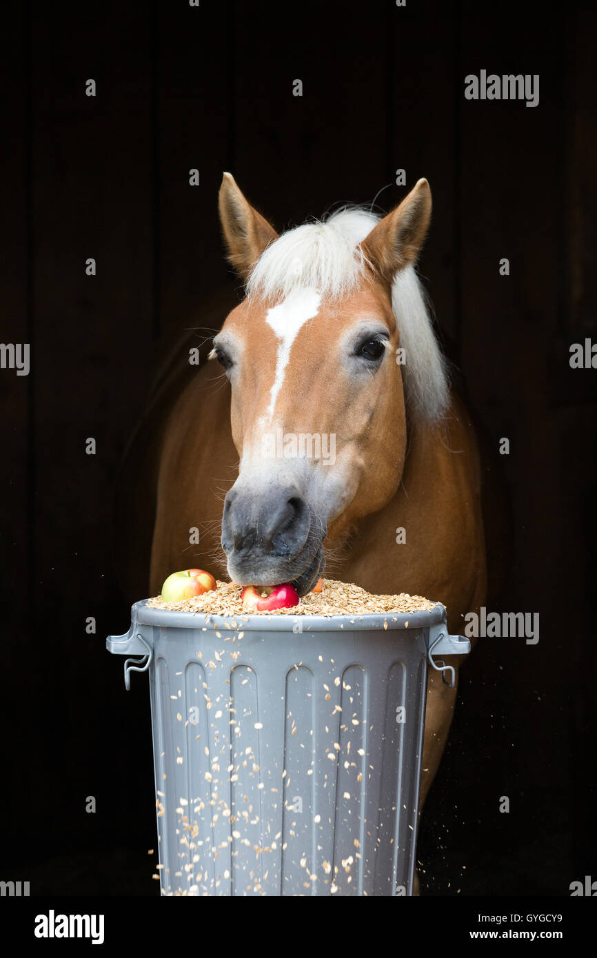 Haflinger horse, Lehmfuchs, eating from a feeding barrel, concentrated feed, carrots and apples, Austria Stock Photo