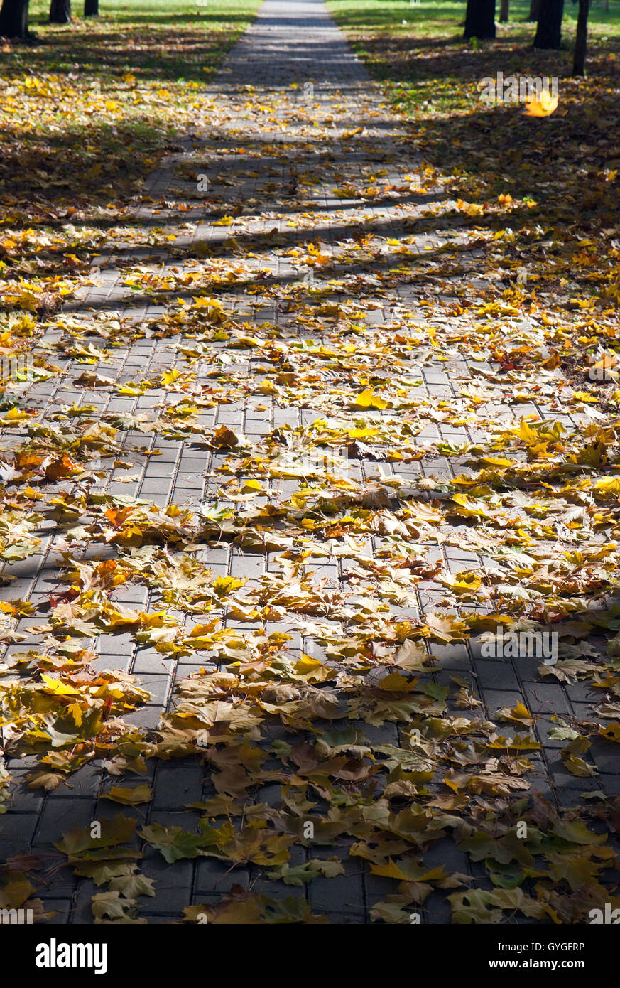 Park footpath covered with yellow autumn leaves Stock Photo - Alamy