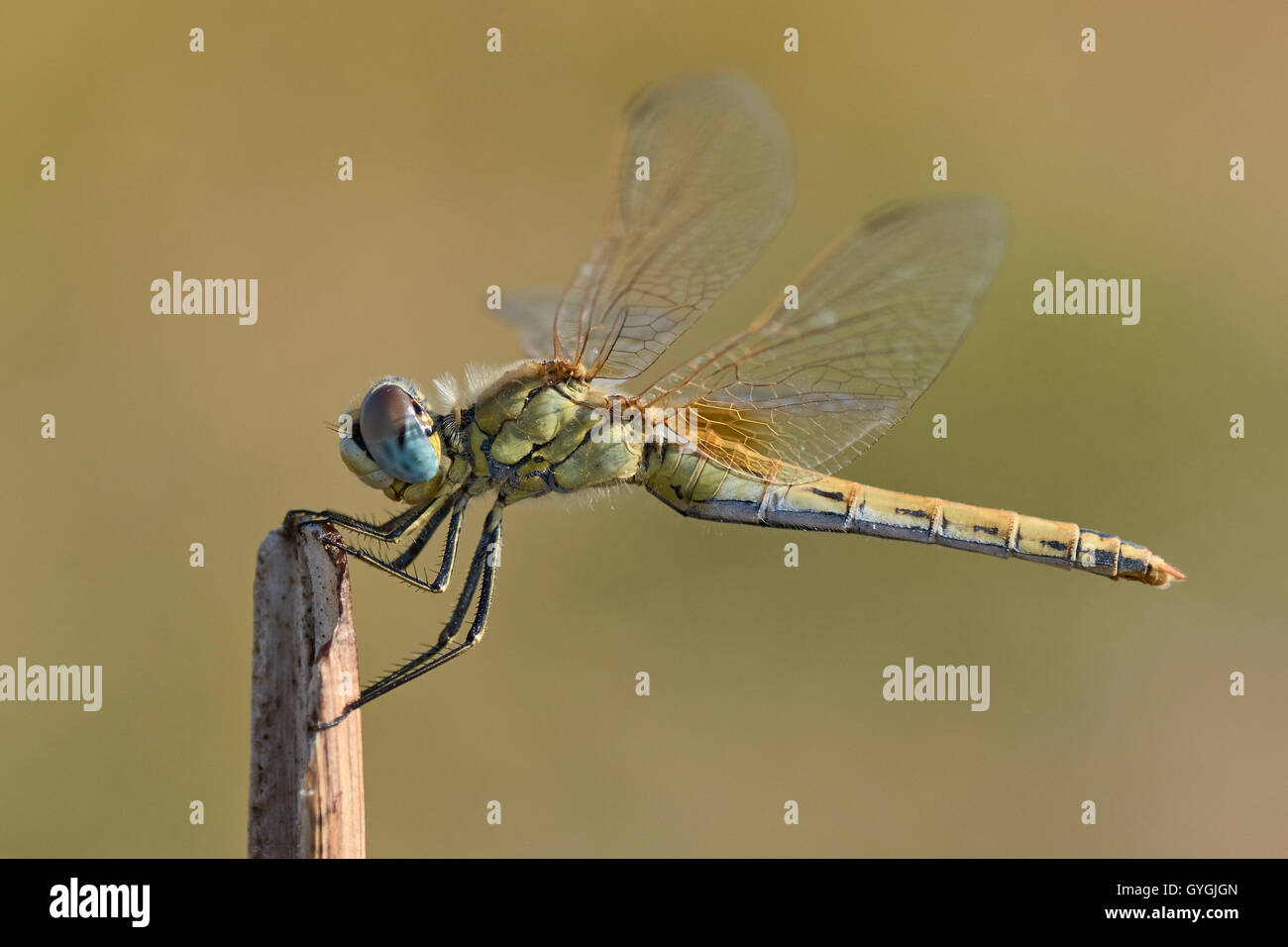Female dragonfly. Sympetrum fonscolombii. Stock Photo