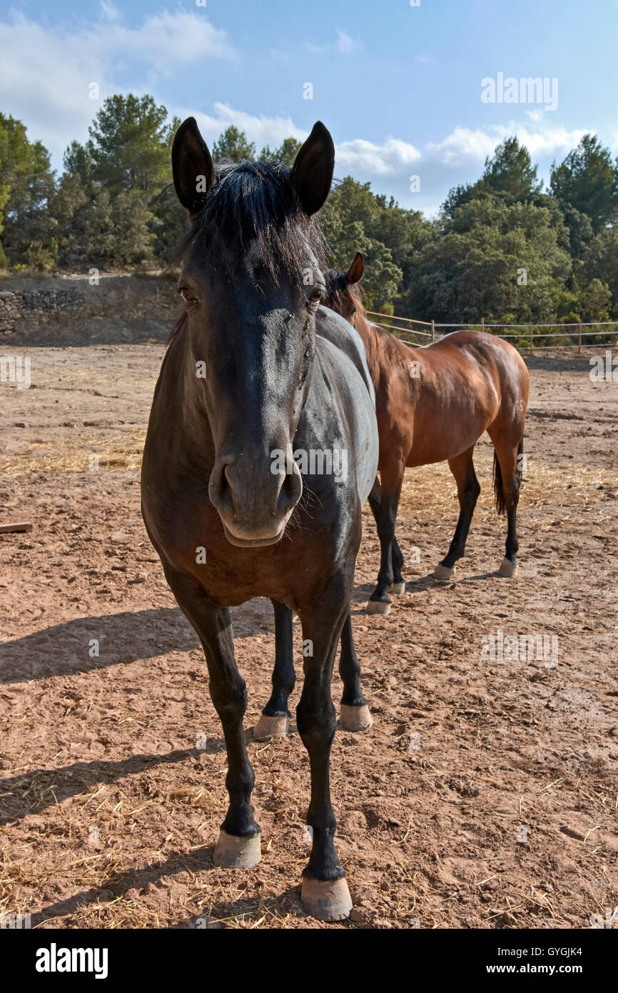 Spanish horse. Mare. Stock Photo