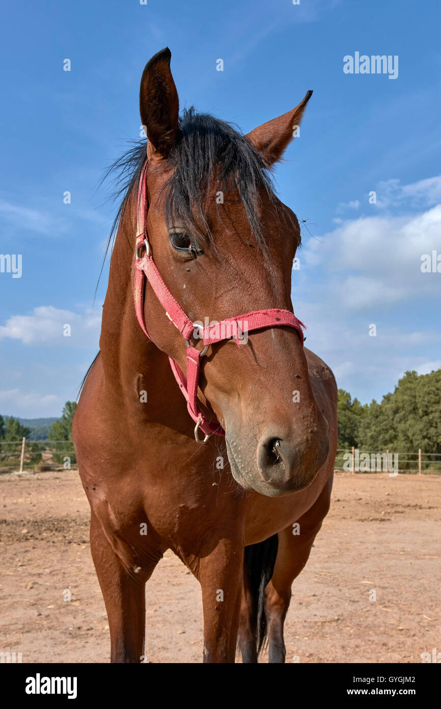 Female Spanish horse. Mare. Stock Photo