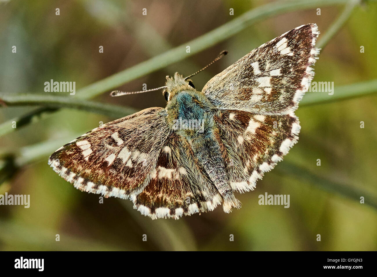 Male butterfly Muschampia proto. Named Saged skipper. Stock Photo