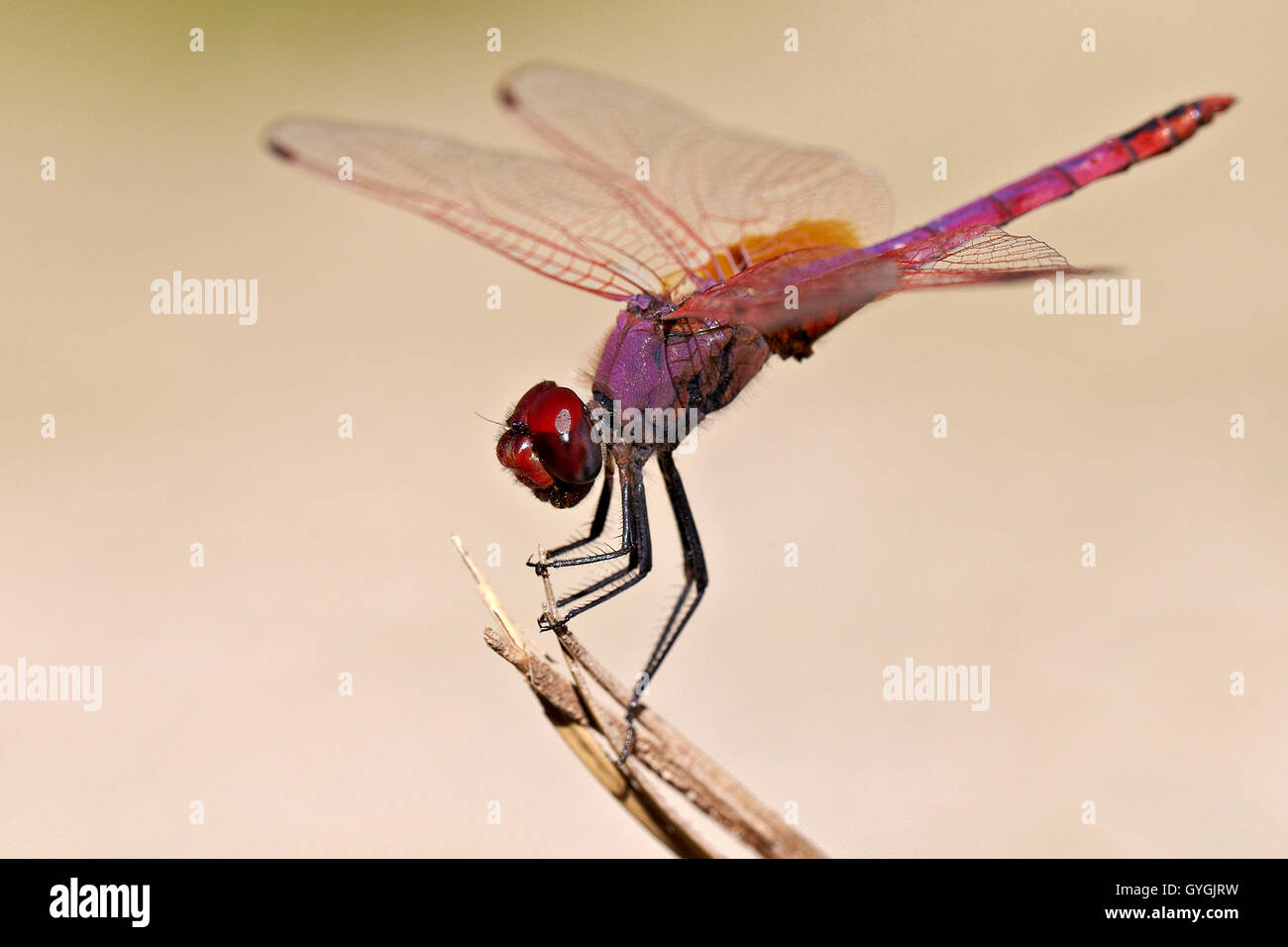 Dragonfly male Trithemis annulata. Stock Photo