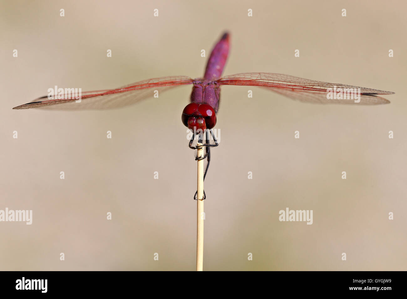 Dragonfly male Trithemis annulata. Stock Photo