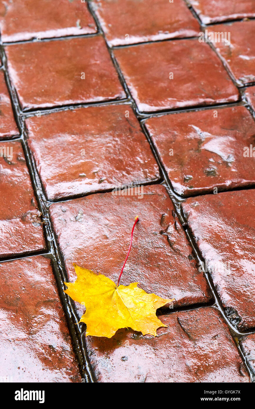 Autumn yellow leaf on old paved road Stock Photo - Alamy