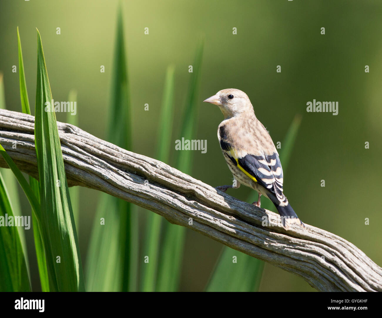Juvenile Goldfinch (CARDUELIS CARDUELIS) perching on a dead branch in Mid Sussex,UK Stock Photo