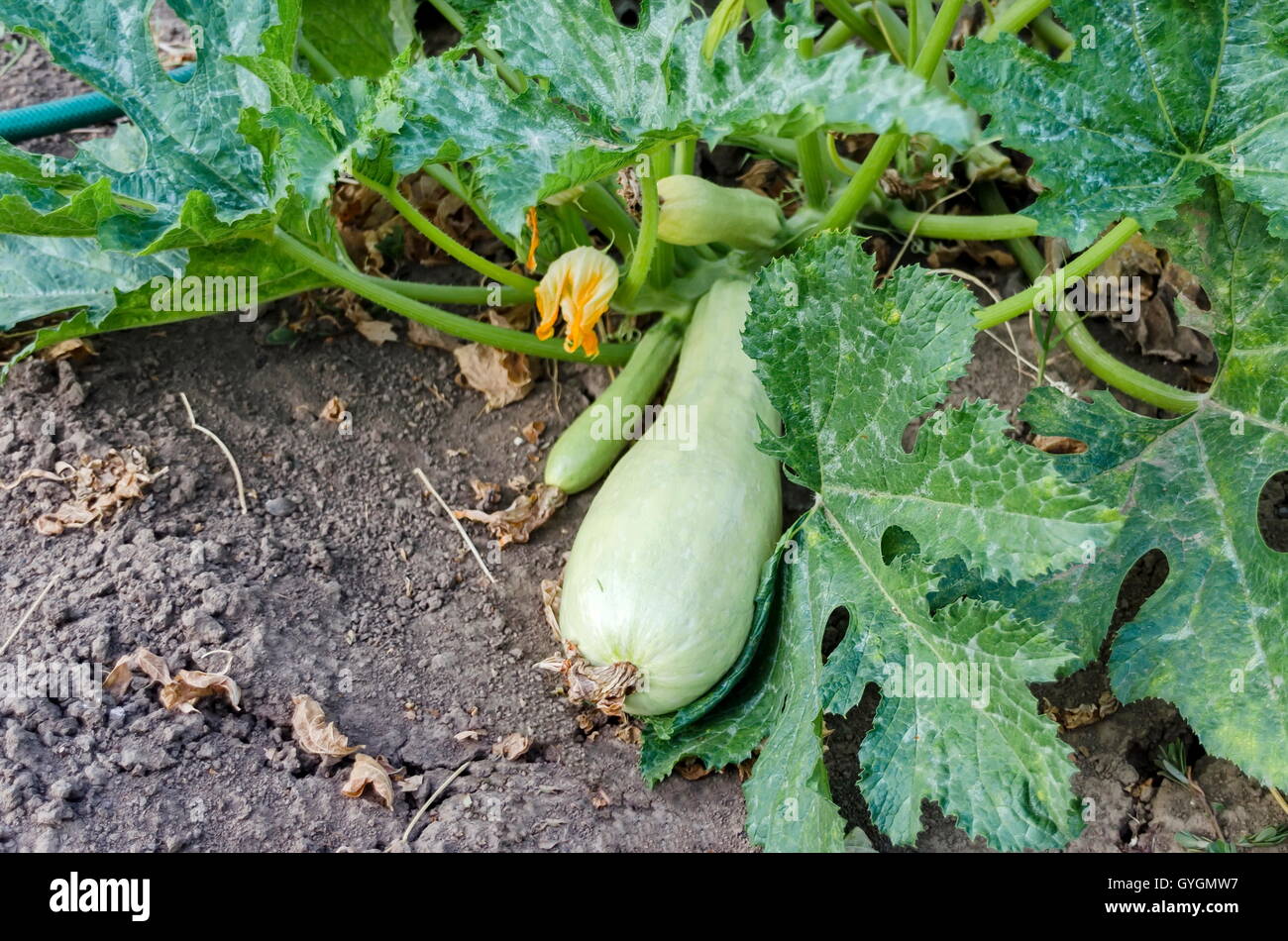 Vegetable marrow, Cucurbita pepo  or pumpkin bed with crops in white color at vegetable garden,  Zavet town, Bulgaria Stock Photo