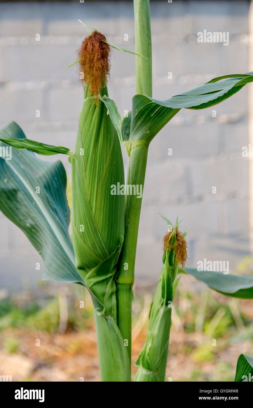 Cob maize or Zea mays growing between green leave in the vegetable garden, Zavet, Bulgaria Stock Photo