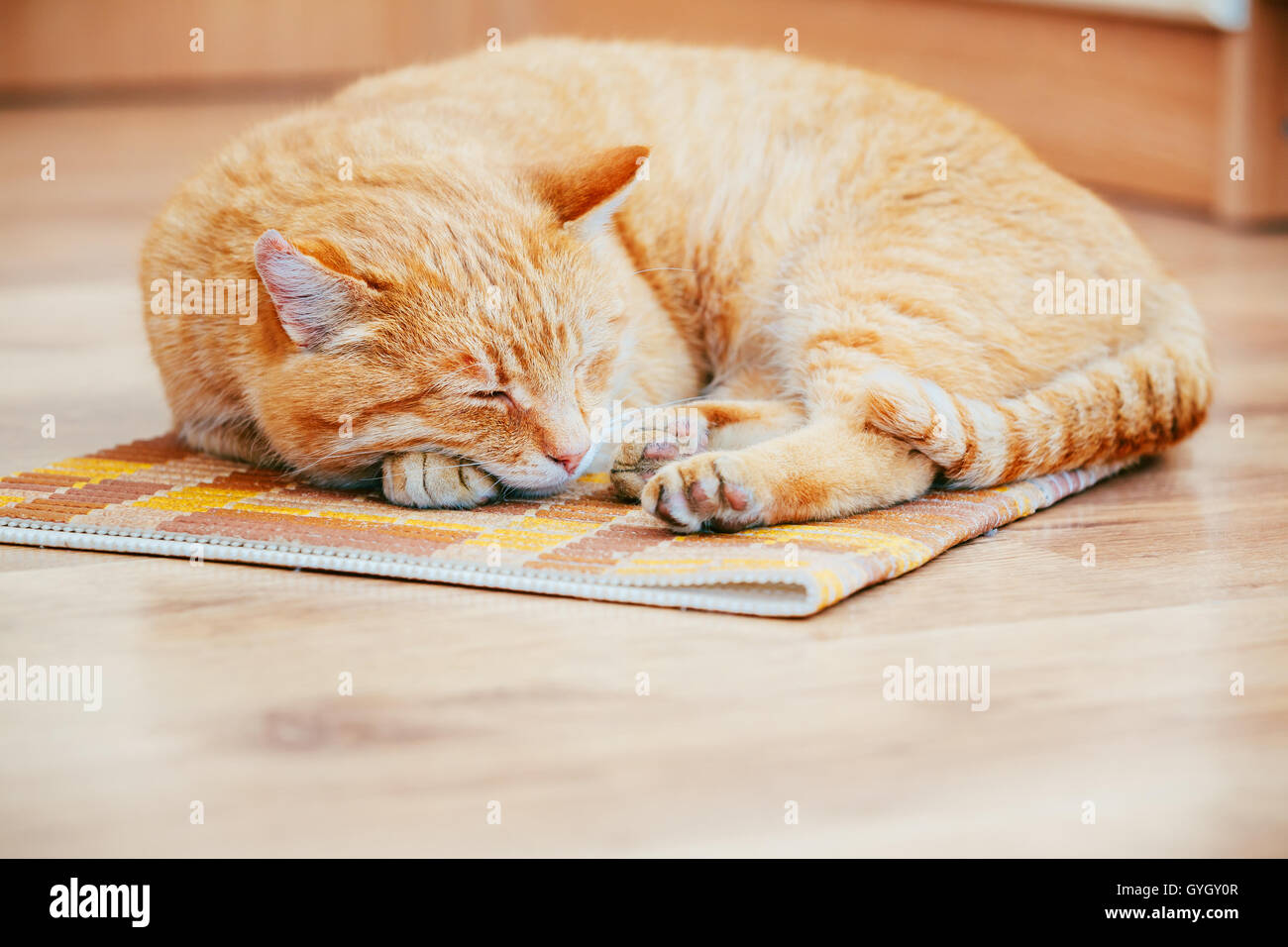 мирен котята