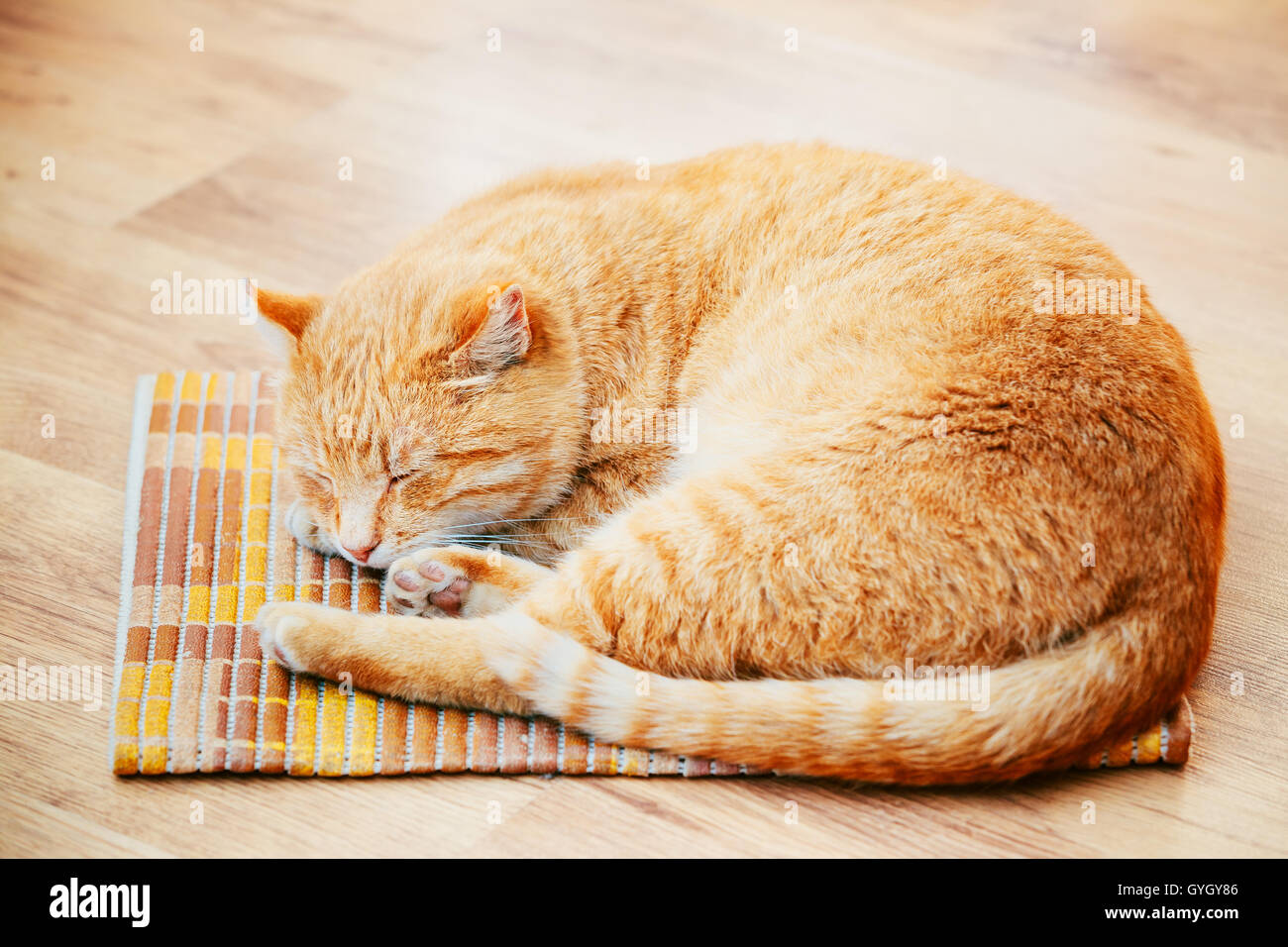 Peaceful Orange Red Tabby Cat Male Kitten Curled Up Sleeping In His Bed ...