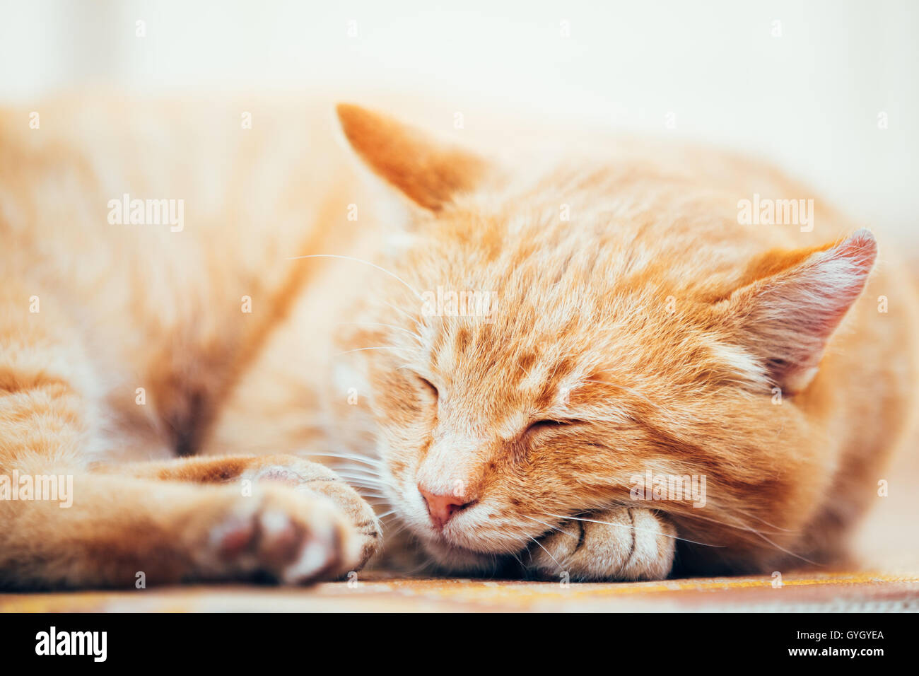 Peaceful Orange Red Tabby Cat Male Kitten Curled Up Sleeping In His Bed ...