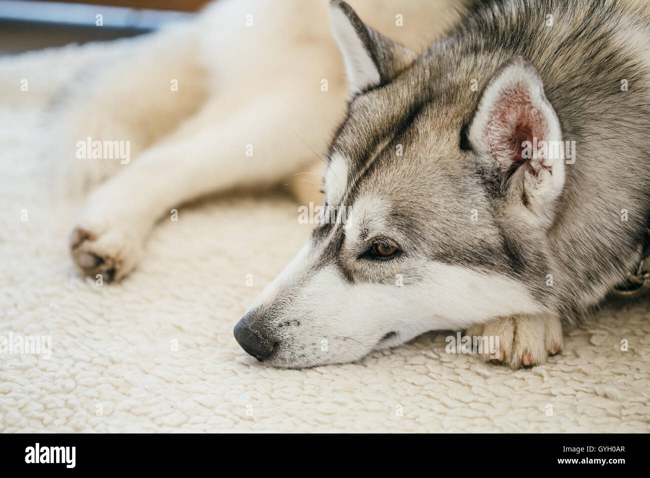 Gray Adult Siberian Husky Dog Sibirsky Husky Sleeping In His Bed Stock