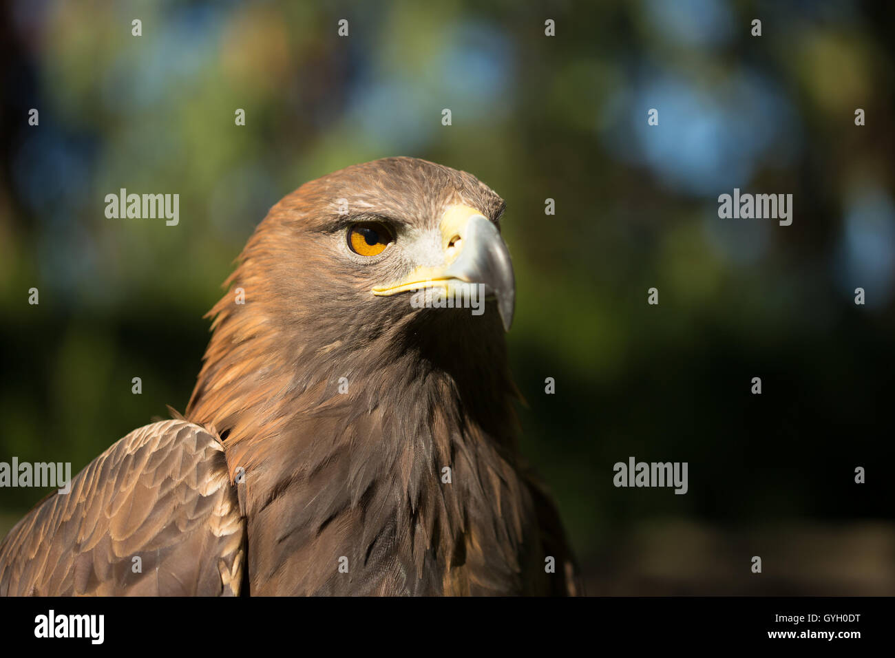 Close Up Eagle Haliaeetus Albicilla On Green Background. Wild Bird Stock Photo